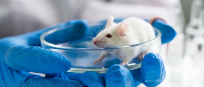 Científico sosteniendo un ratón utilizado para experimentos (Foto. Freepik)