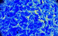Imagen de micrografía de un linfocito T humano del sistema inmunitario (Foto. NIAID CSIC)