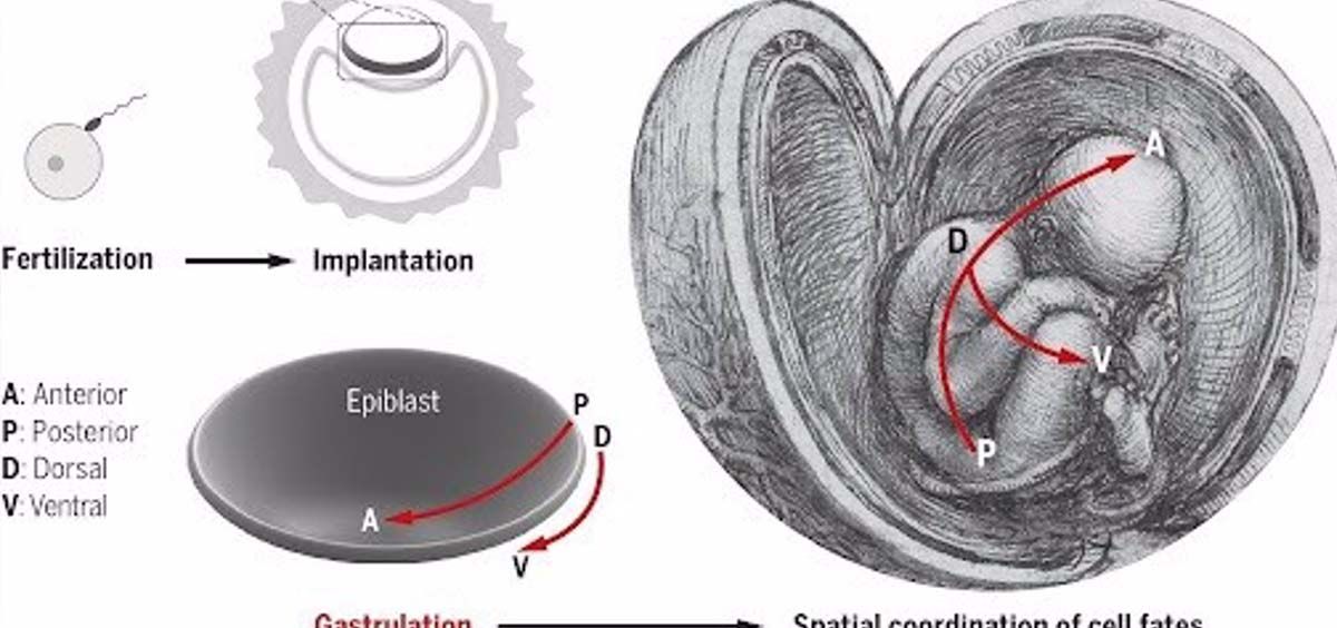 Vista esquemática de cómo un embrión humano adquiere la coordinación espacial de los tipos celulares primarios a través de la gastrulación  (Foto UPF)