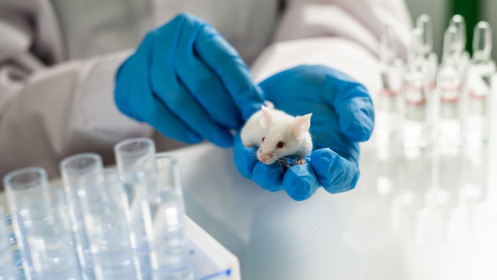 Científico sujetando un ratón de laboratorio (Foto. Freepik)