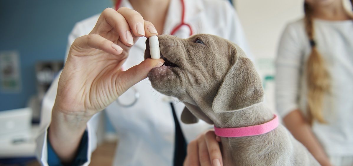 Solo deben usarse antibióticos en nuestra mascota tras la prescripción de un veterinario. Foto: Freepik