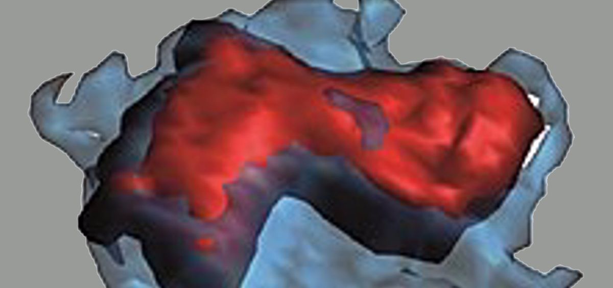 Ejemplo de neutrófilos (rojos) dentro de un capilar sanguíneo (azul) capturados por microscopía intravital (Foto. CNIC)