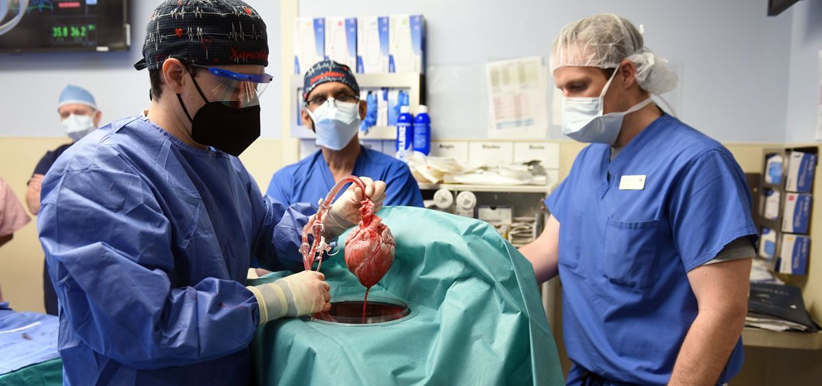 Trasplantan por primera vez un corazón de cerdo en un humano (Foto. Universidad de Maryland)