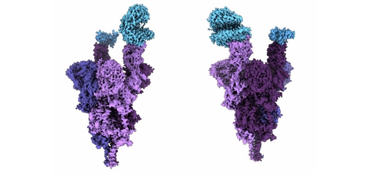 Estructura atómica de la proteína de espiga de la variante Ómicron, en color púrpur, unida al receptor humano ACE2, en azul. (Foto. UBC FACULTY OF MEDICINE)