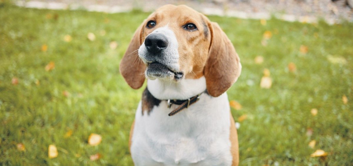 Perro de raza Beagle. (Foto. Freepik)