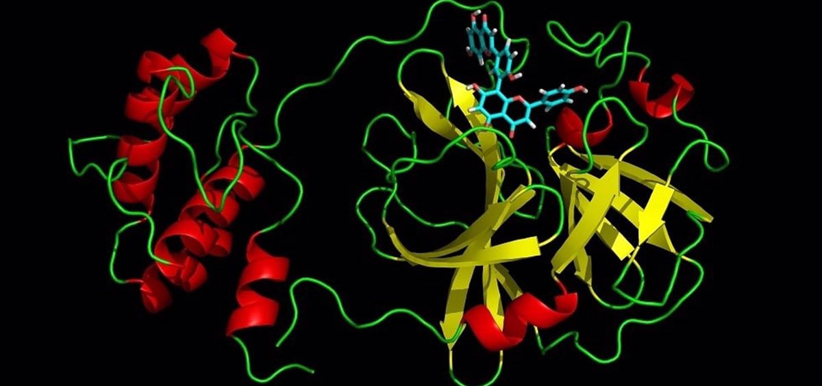 Descubiertos por cribado virtual unos compuestos naturales que inhiben la proteasa principal del virus SARS CoV 2 (Foto. Universidad de Barcelona)