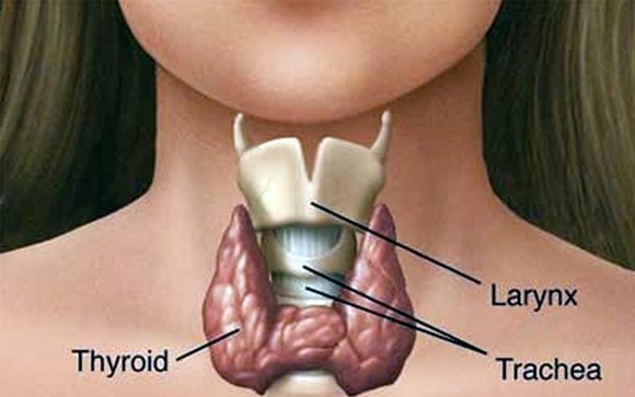 Investigadores españoles encuentran que las hormonas tiroideas inducen al daño genómico