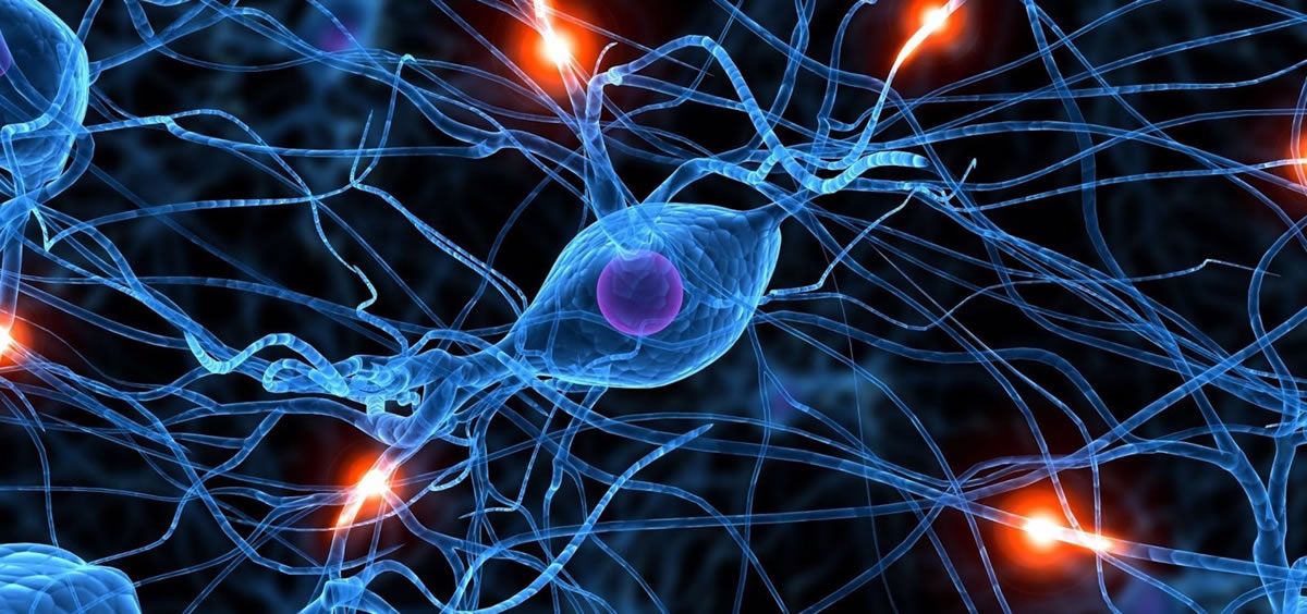 Descubren cómo proteger las neuronas del sistema nervioso periférico y acelerar los impulsos