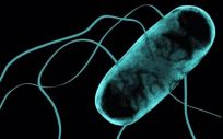 La resistencia antibiótica sigue siendo elevada en las intoxicaciones alimentarias