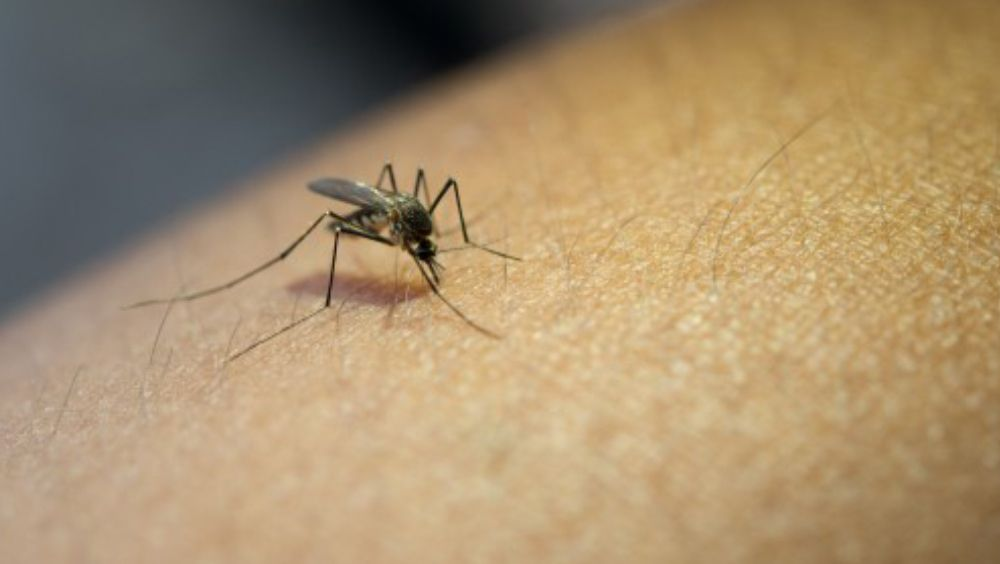 Mosquito (Foto. Freepik)