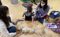 Terapia con perros para los niños ingresados en el Reina Sofía