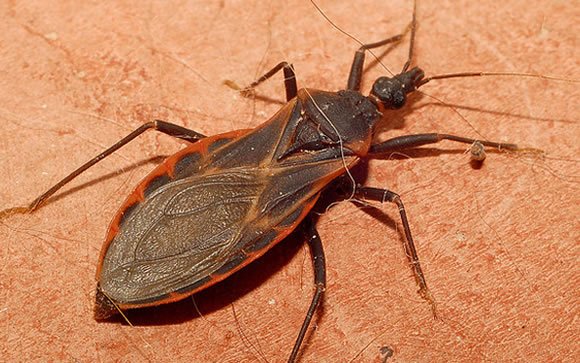 Insecto que contagia la enfermedad de Chagas