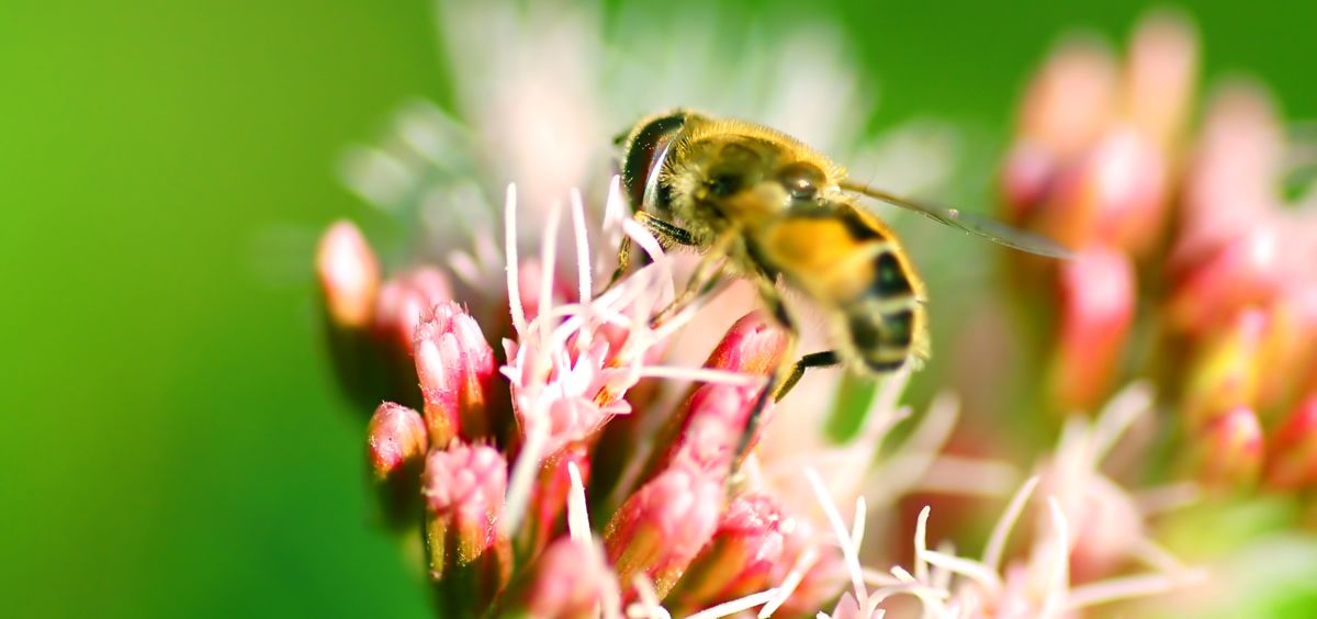 Picadura abejas (Foto. Freepik)