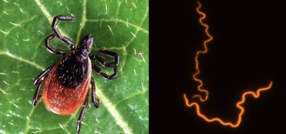 Una garrapata de venado (izquierda), una de las especies que transmite las bacterias que causan la enfermedad de Lyme y la bacteria B. Burgdorferi (derecha) que causa la enfermedad (Foto. Archivo Europa Press)