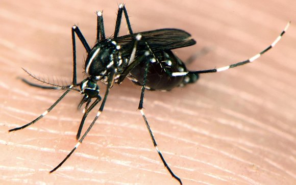 Mosquito tigre, vector de transmisión del virus del Chikunguña
