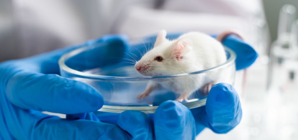 Científico sosteniendo un ratón utilizado para experimentos (Foto. Freepik)