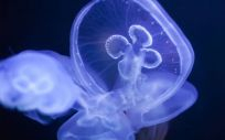 Picadura de medusa (Foto. Freepik)