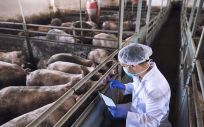 Veterinario revisando una explotación ganadera de cerdos (Foto. Freepik)