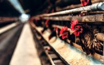 Criadero de gallinas (Foto. Pexels)