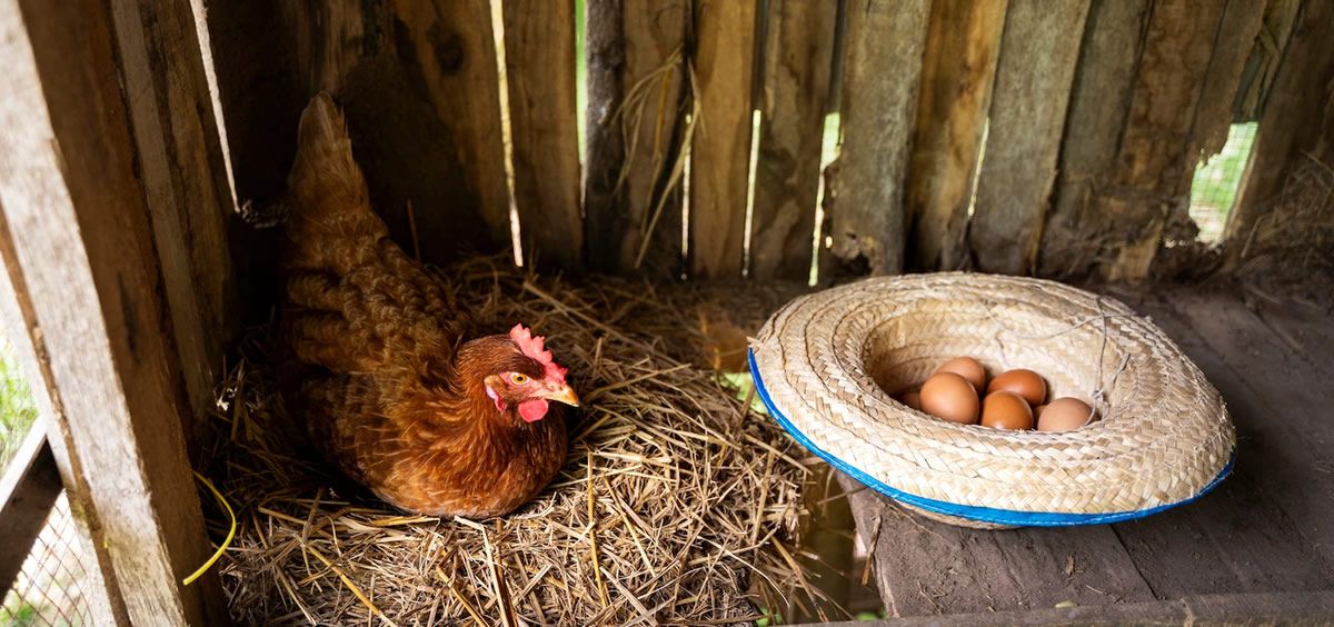 Huevos de gallina (Foto. Freepik)