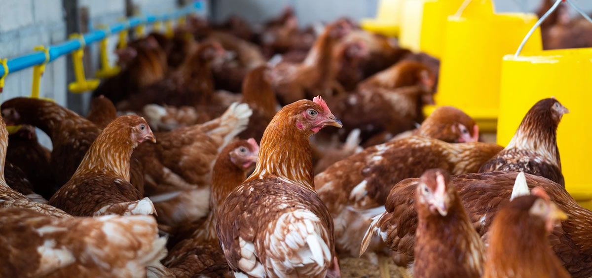 Pollos en la granja (Foto. Freepik)