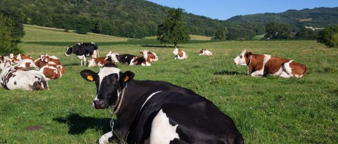 Vacas (Foto. Freepik)