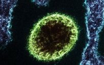 Identifican un nuevo virus zoonótico en China