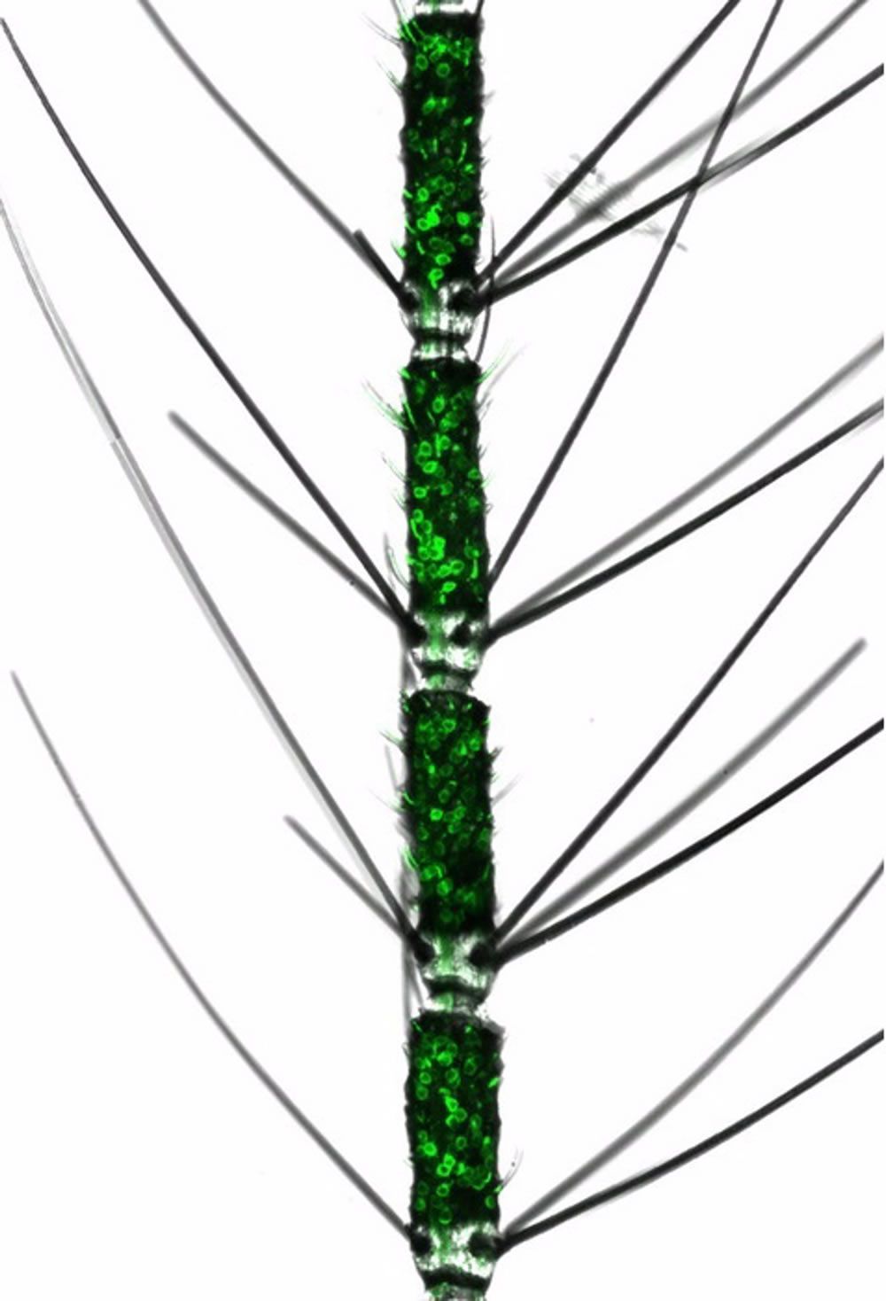 Antena de mosquito con neuronas olfativas marcadas con fluorescencia