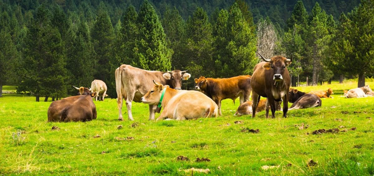 Vacas (Foto. Freepik)