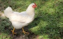 Una gallina, principal foco de la gripe aviar (Foto. Freepik)