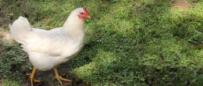 Una gallina, principal foco de la gripe aviar (Foto. Freepik)