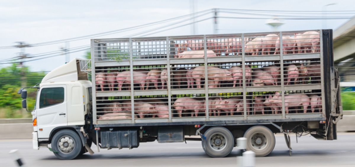 Camión transportando cerdos (Foto. EFSA)