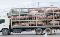 Camión transportando cerdos (Foto. EFSA)