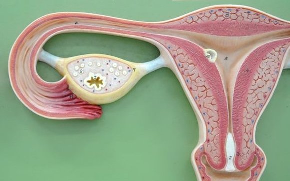 Hasta un 15% de los cánceres de ovario son de origen hereditario