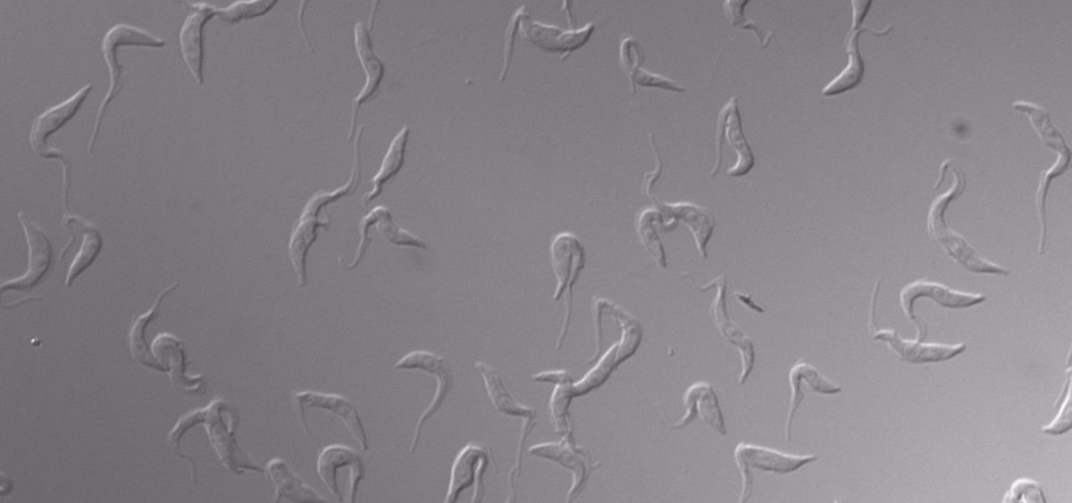Células de ‘Trypanosoma brucei’ en cultivo observadas al microscopio. (Foto. IPBLN CSIC)