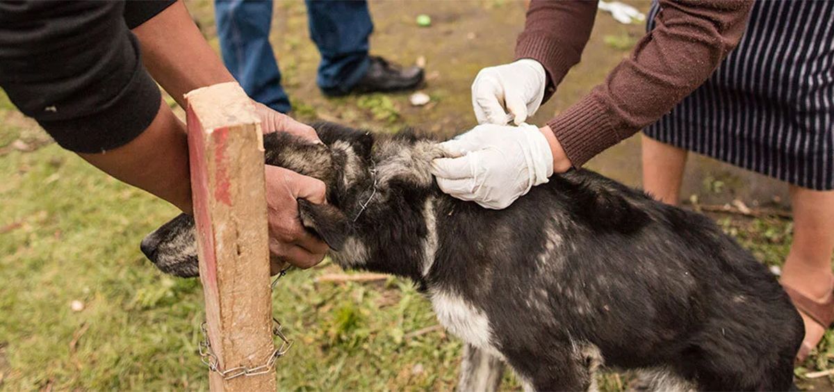 Campaña de vacunación de perros contra la rabia (Foto. OMS)