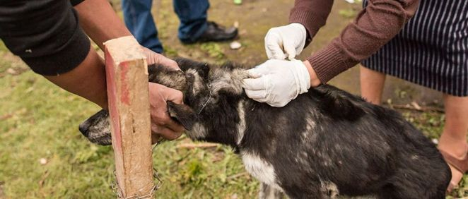 Campaña de vacunación de perros contra la rabia (Foto. OMS)