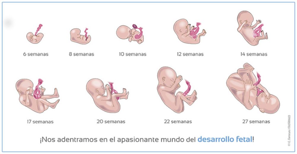 Qué pasa en el noveno mes de embarazo: así se desarrolla