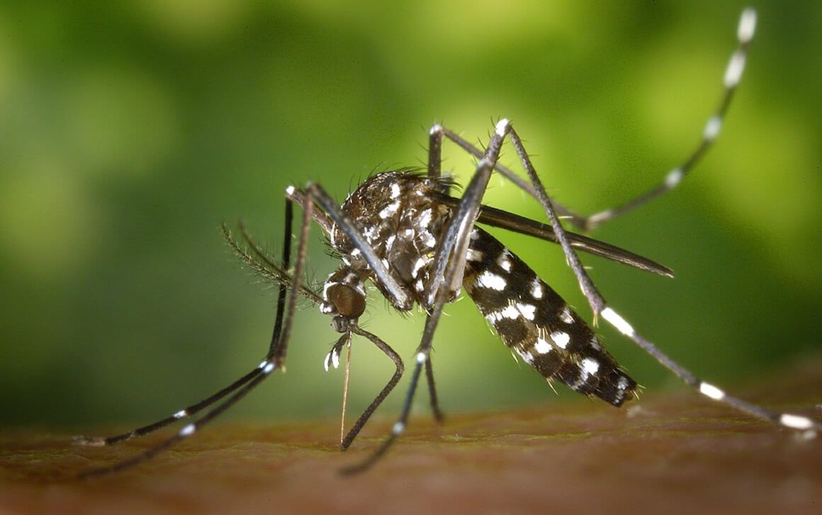 La Consejería de Salud de Murcia informa cómo evitar la proliferación del mosquito tigre