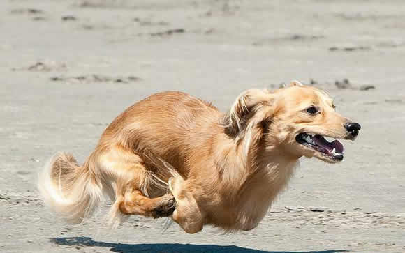  El calor, una alerta para prevenir la leishmaniosis canina