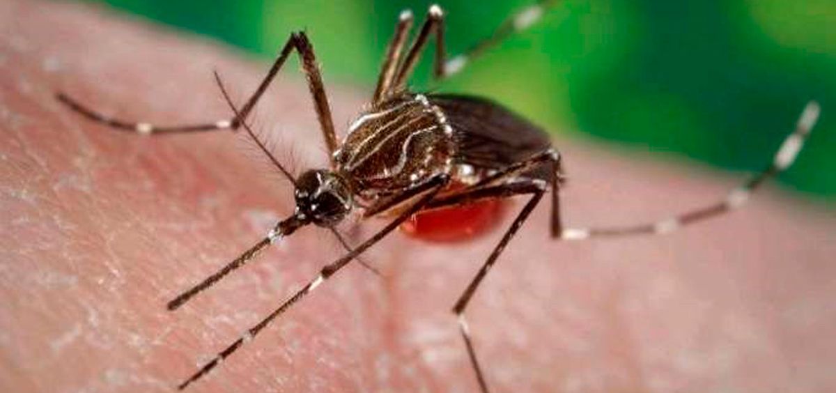 Ejemplar de mosquito Aedes aegypti (Foto. Europa Press)