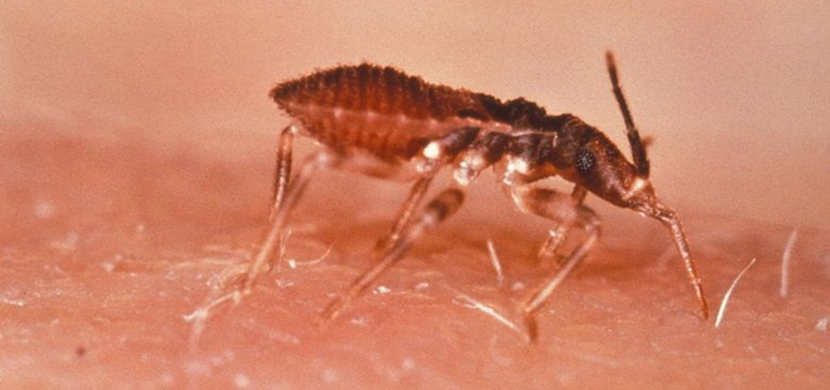 Parasito Triatoma infestans (vinchuca), causante de la enfermedad de Chagas. (Foto: EP)