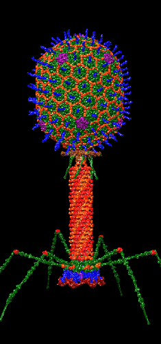 Bacteriófago en el que se basa la nueva estrategia antimicrobiana (Foto. CSIC UV)