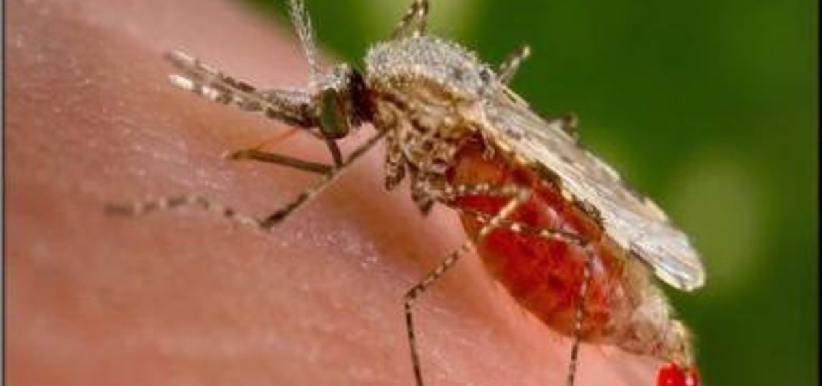 Mosquito Anopheles, malaria (Foto: DC de Estados Unidos/EuropaPress)
