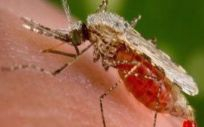 Mosquito Anopheles, malaria (Foto: DC de Estados Unidos/EuropaPress)