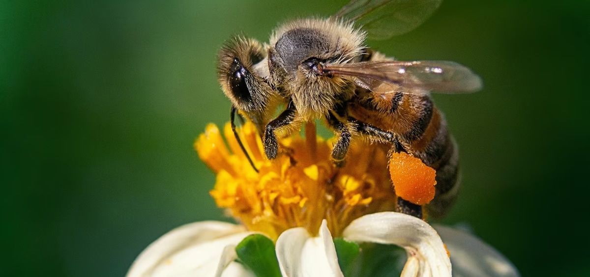 Polen de abeja (Foto: Freepik)