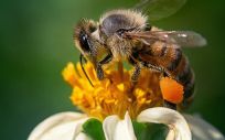Polen de abeja (Foto: Freepik)