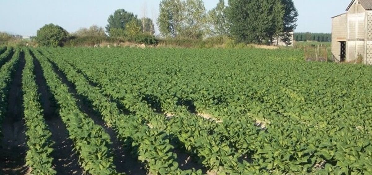 Plantación de tabaco (Foto: Junta de Extremadura/EuropaPress)