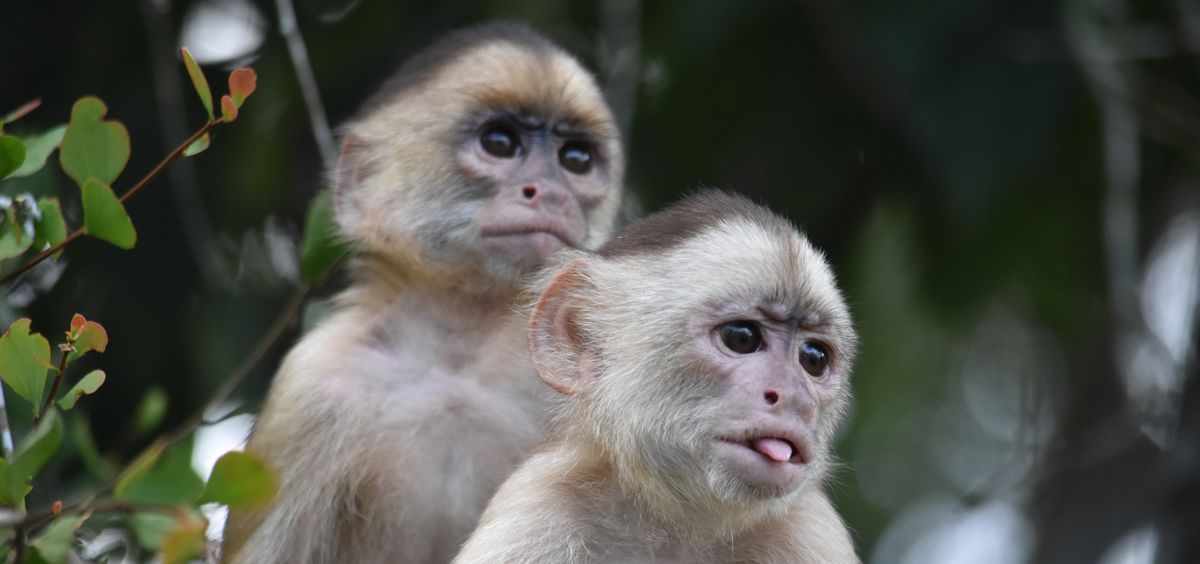 Mono capuchino de cara blanca (Foto: UPF)