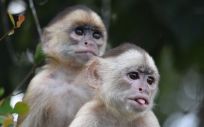 Mono capuchino de cara blanca (Foto: UPF)